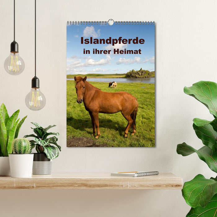 Islandpferde in ihrer Heimat (CALVENDO Wandkalender 2024)