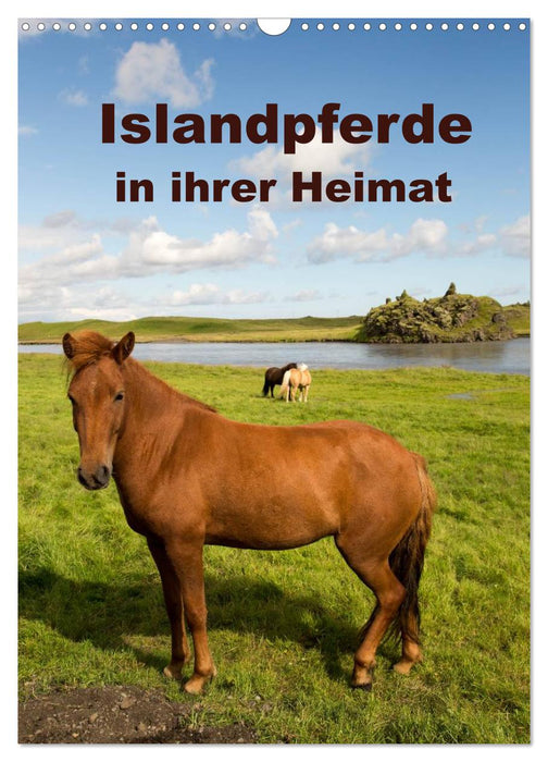 Icelandic horses in their homeland (CALVENDO wall calendar 2024) 