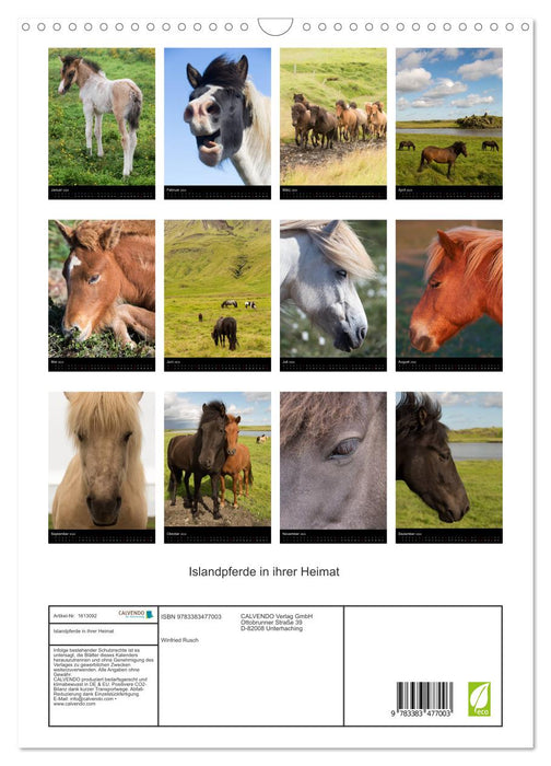 Icelandic horses in their homeland (CALVENDO wall calendar 2024) 