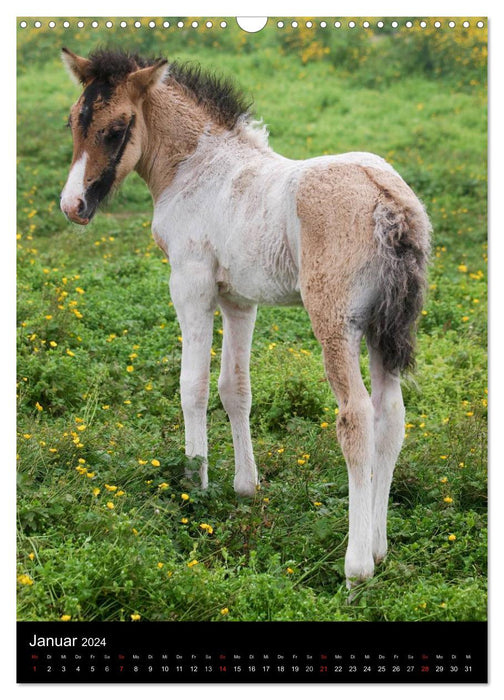 Icelandic horses in their homeland (CALVENDO wall calendar 2024) 