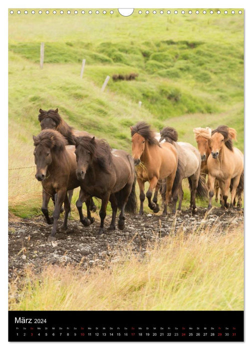 Icelandic horses in their homeland (CALVENDO wall calendar 2024) 