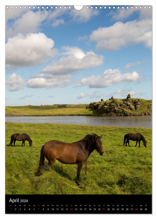 Islandpferde in ihrer Heimat (CALVENDO Wandkalender 2024)