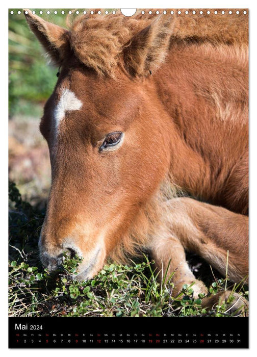 Icelandic horses in their homeland (CALVENDO wall calendar 2024) 