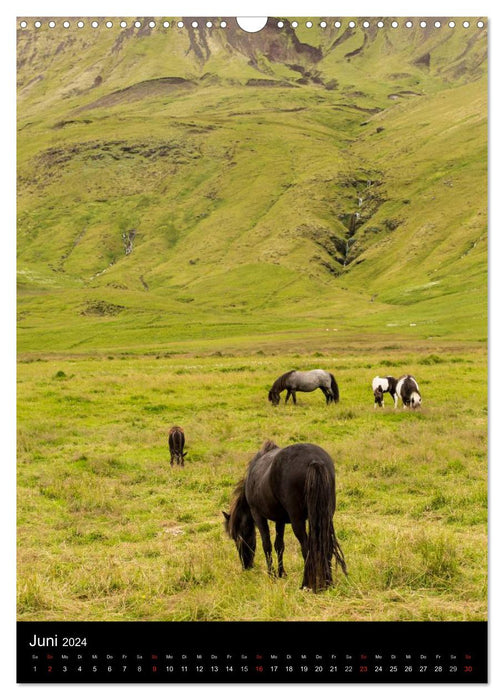 Icelandic horses in their homeland (CALVENDO wall calendar 2024) 