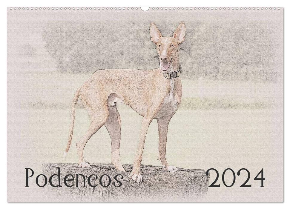 Podencos 2024 (CALVENDO wall calendar 2024) 