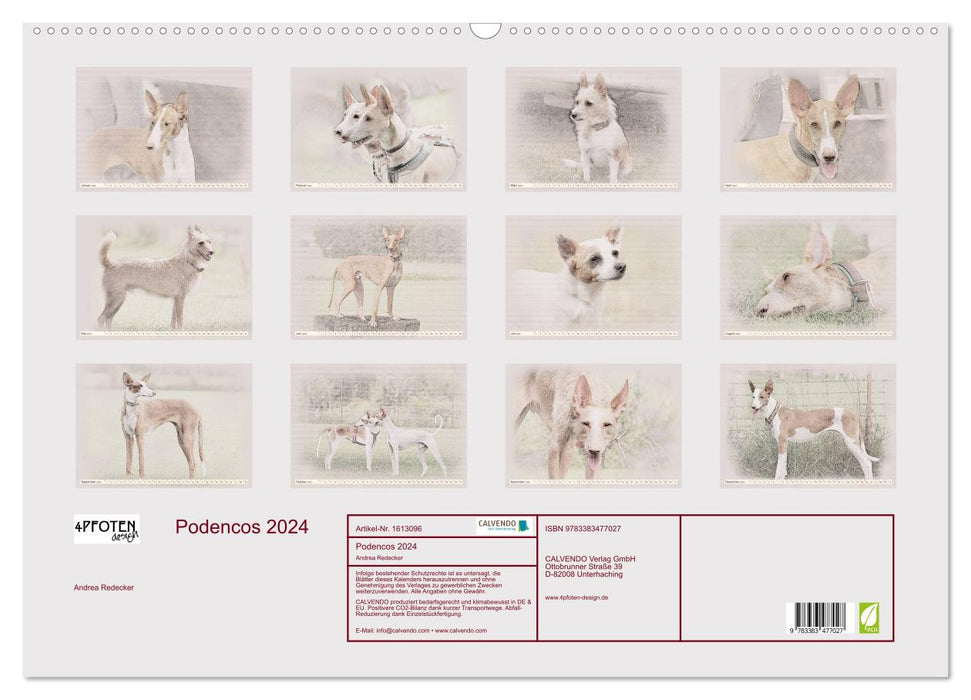 Podencos 2024 (CALVENDO wall calendar 2024) 