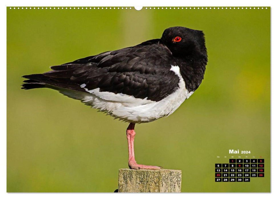 The Orkneys - Scotland's northern islands (CALVENDO wall calendar 2024) 