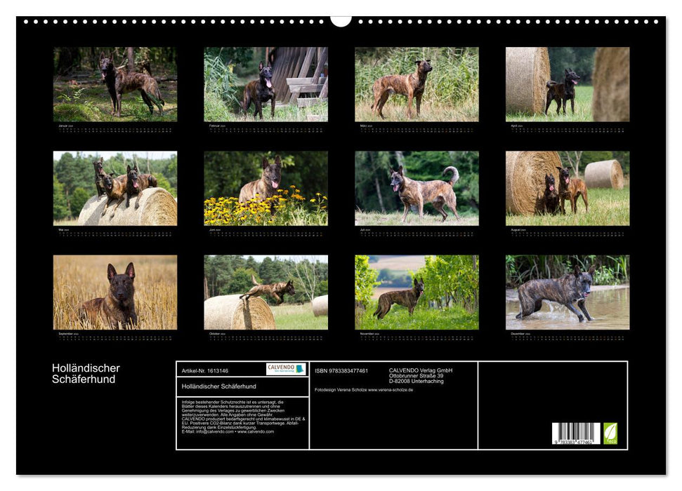 Dutch Shepherd (CALVENDO Wall Calendar 2024) 