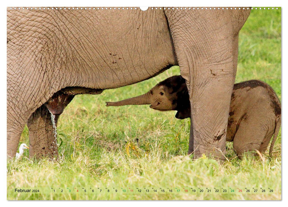 Elephants in Africa (CALVENDO wall calendar 2024) 