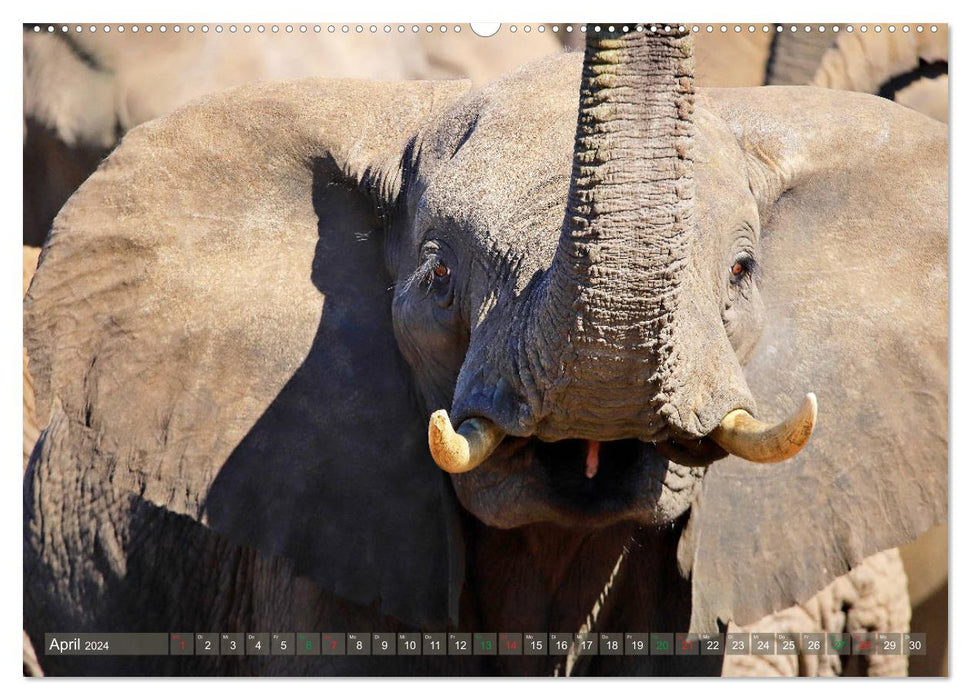 Elefanten in Afrika (CALVENDO Wandkalender 2024)