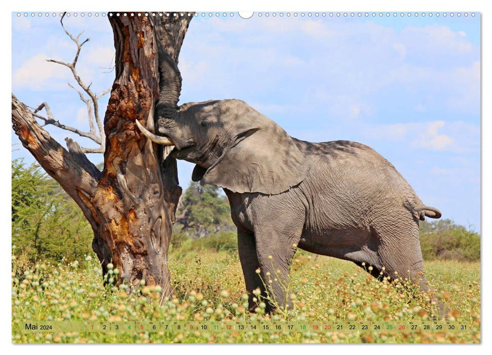 Elephants in Africa (CALVENDO wall calendar 2024) 