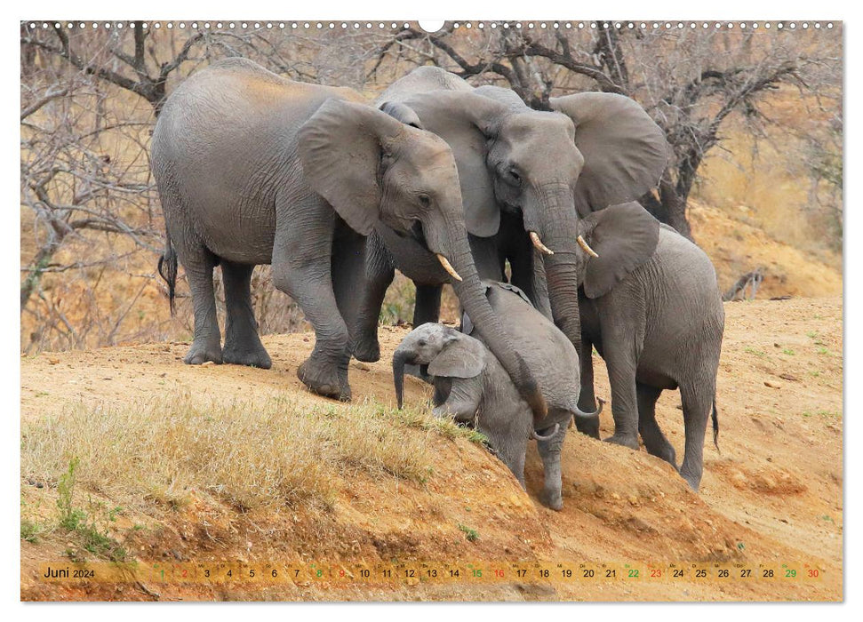 Elephants in Africa (CALVENDO wall calendar 2024) 