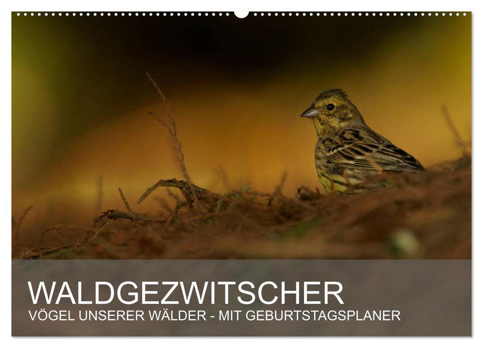 Forest chirping - birds of our forests (CALVENDO wall calendar 2024) 