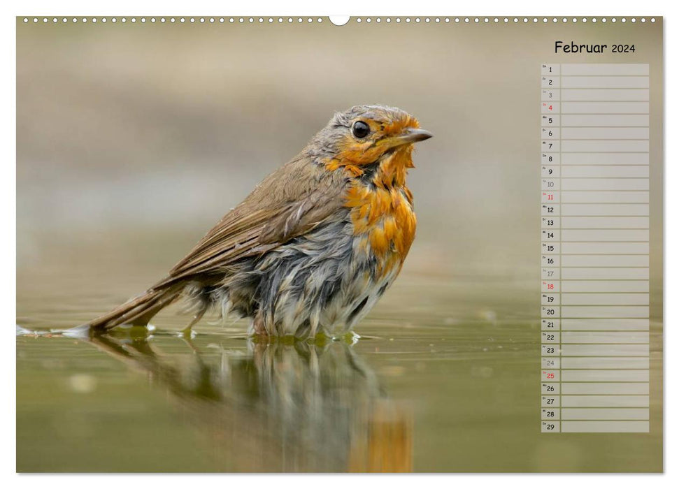 Forest chirping - birds of our forests (CALVENDO wall calendar 2024) 