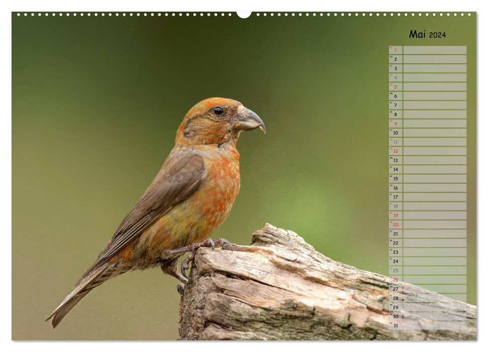 Forest chirping - birds of our forests (CALVENDO wall calendar 2024) 