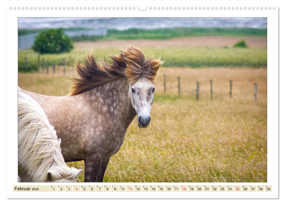 My friends - the horses (CALVENDO Premium Wall Calendar 2024) 