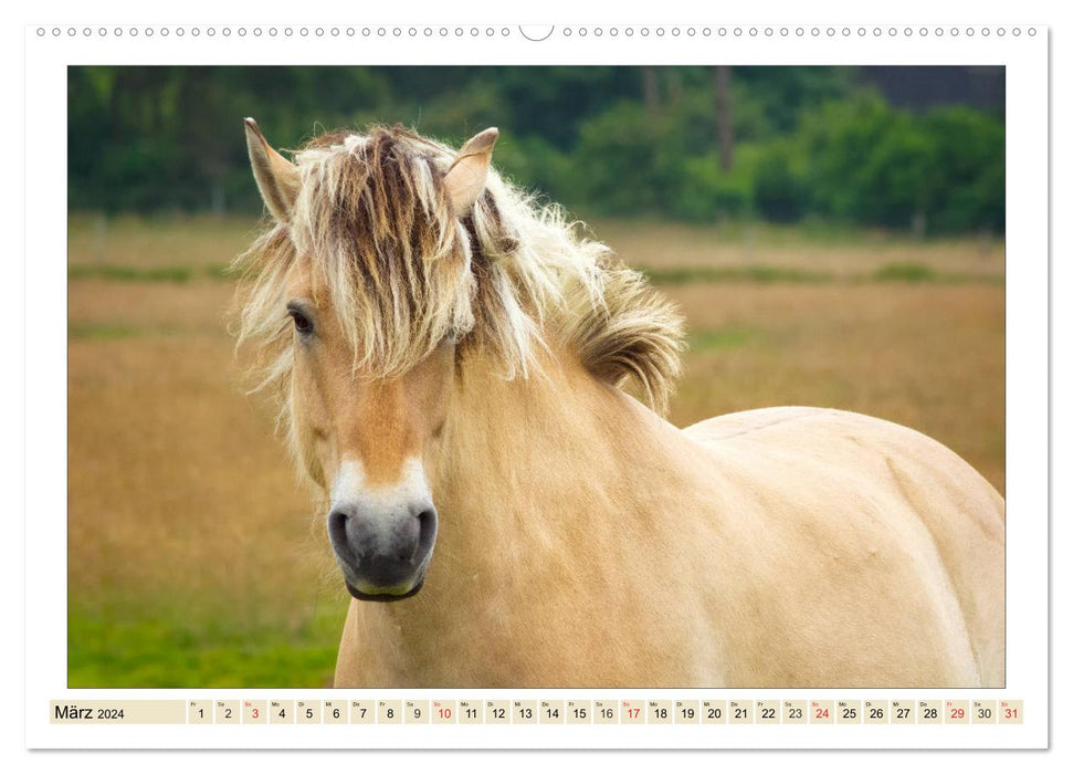 My friends - the horses (CALVENDO Premium Wall Calendar 2024) 