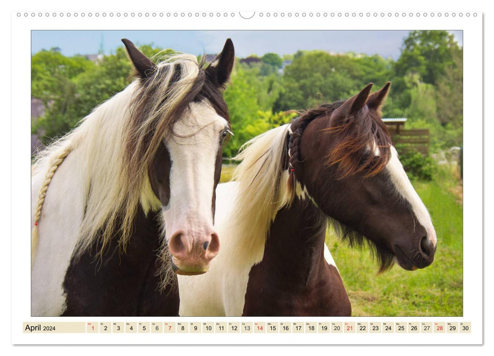 My friends - the horses (CALVENDO Premium Wall Calendar 2024) 