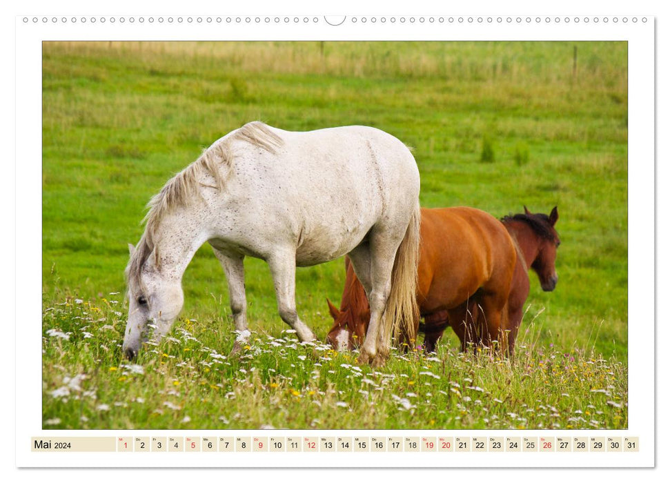 My friends - the horses (CALVENDO Premium Wall Calendar 2024) 