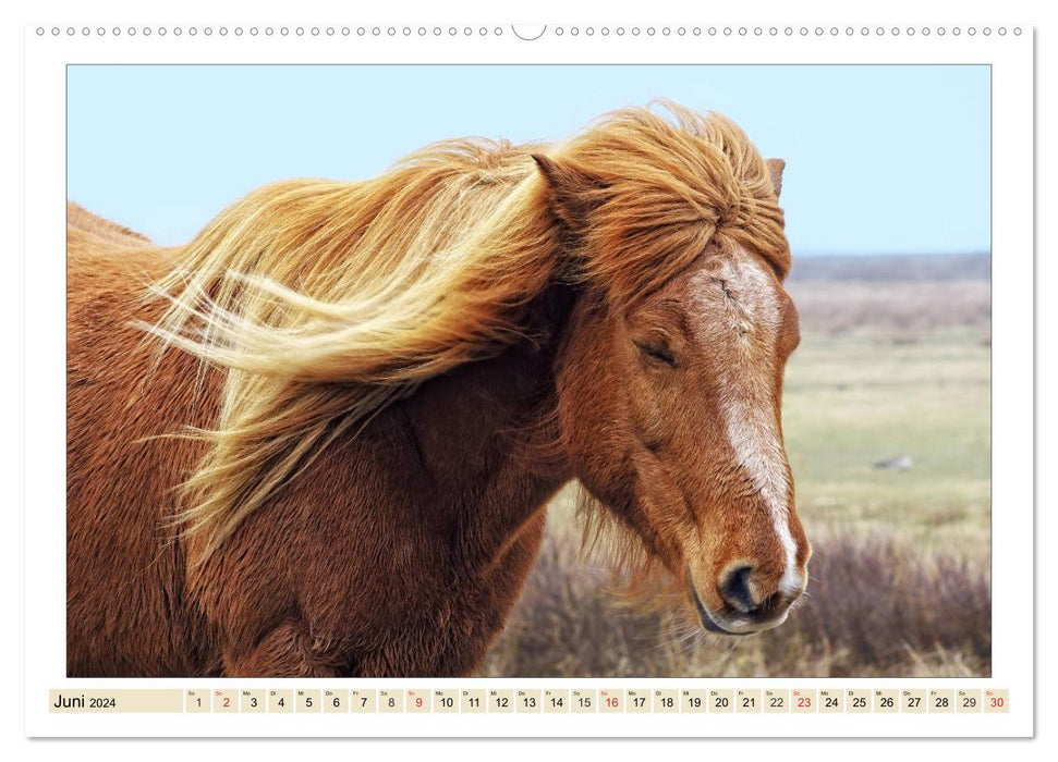 My friends - the horses (CALVENDO Premium Wall Calendar 2024) 