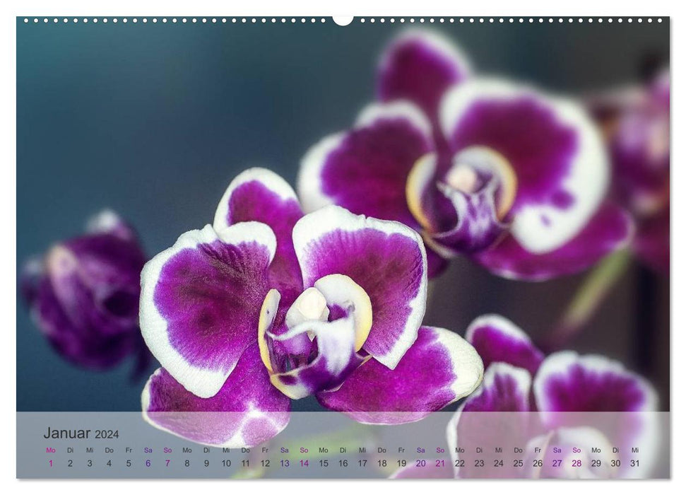 Phalaenopsis - le monde magique des orchidées (Calendrier mural CALVENDO 2024) 