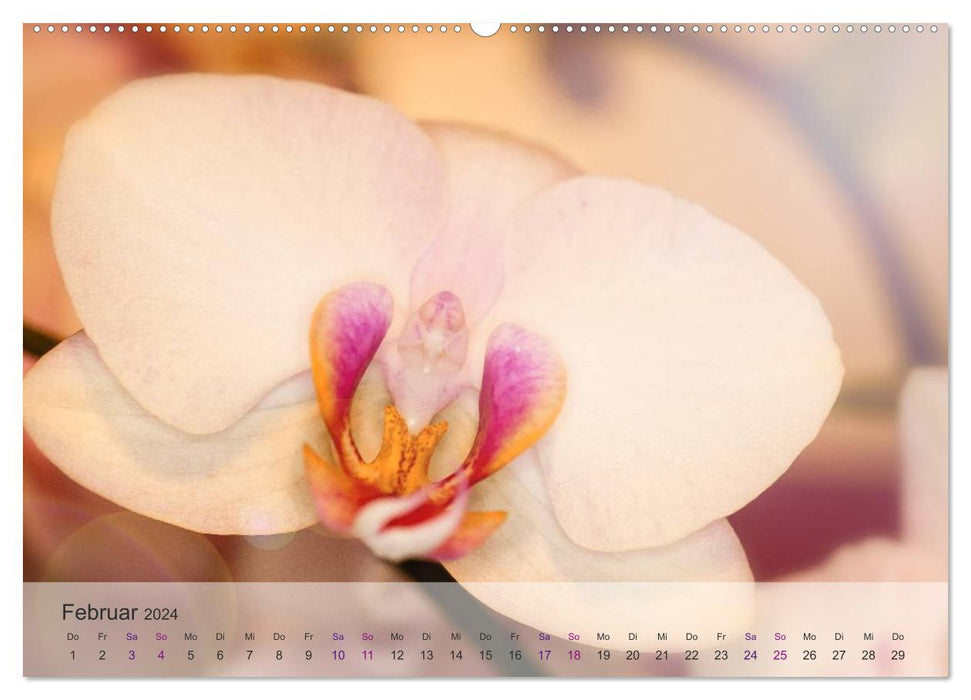 Phalaenopsis - le monde magique des orchidées (Calendrier mural CALVENDO 2024) 