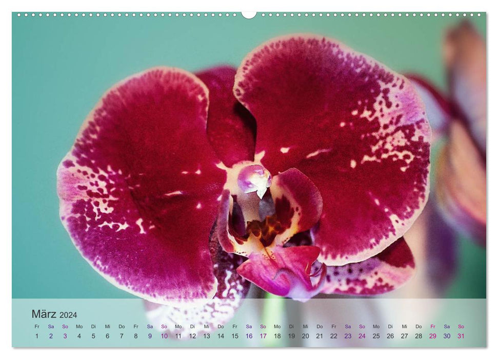 Phalaenopsis - die zauberhafte Welt der Orchideen (CALVENDO Wandkalender 2024)