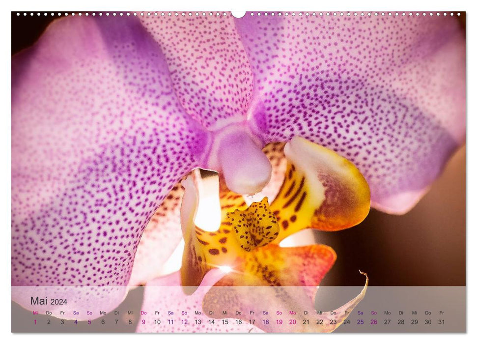 Phalaenopsis - the magical world of orchids (CALVENDO wall calendar 2024) 