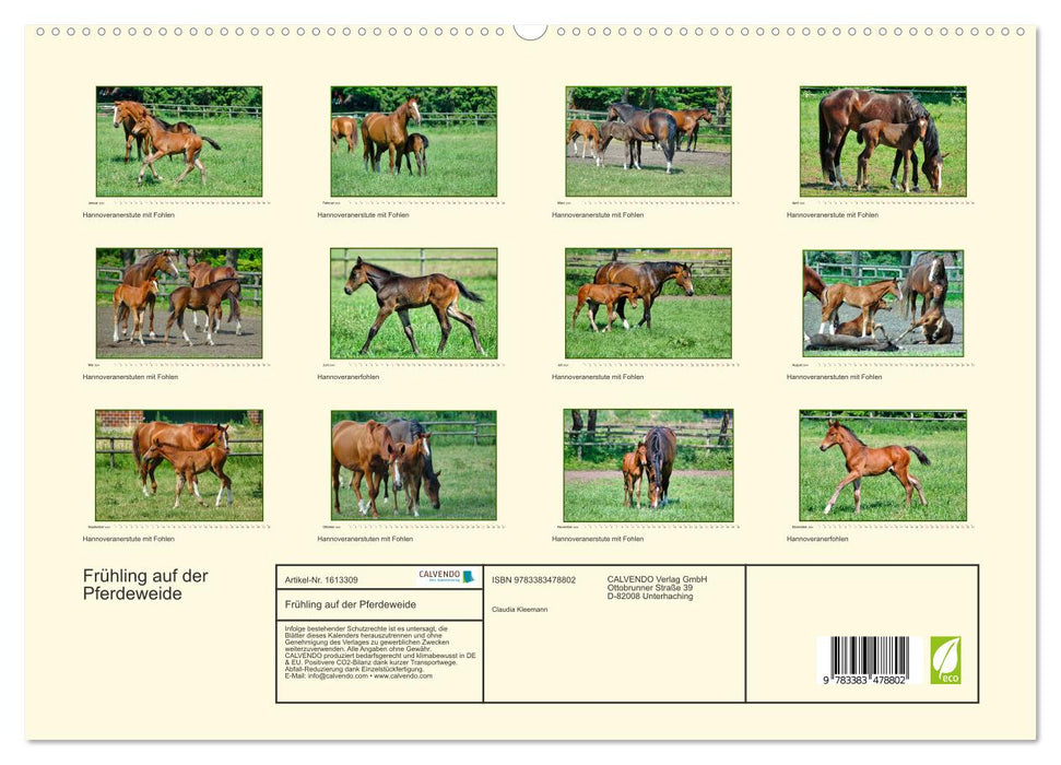 Spring on the horse pasture (CALVENDO Premium Wall Calendar 2024) 