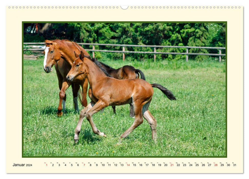 Spring on the horse pasture (CALVENDO Premium Wall Calendar 2024) 