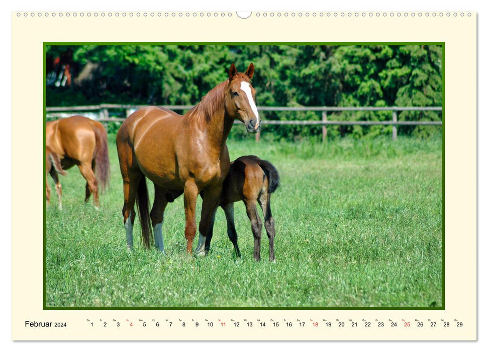 Spring on the horse pasture (CALVENDO Premium Wall Calendar 2024) 