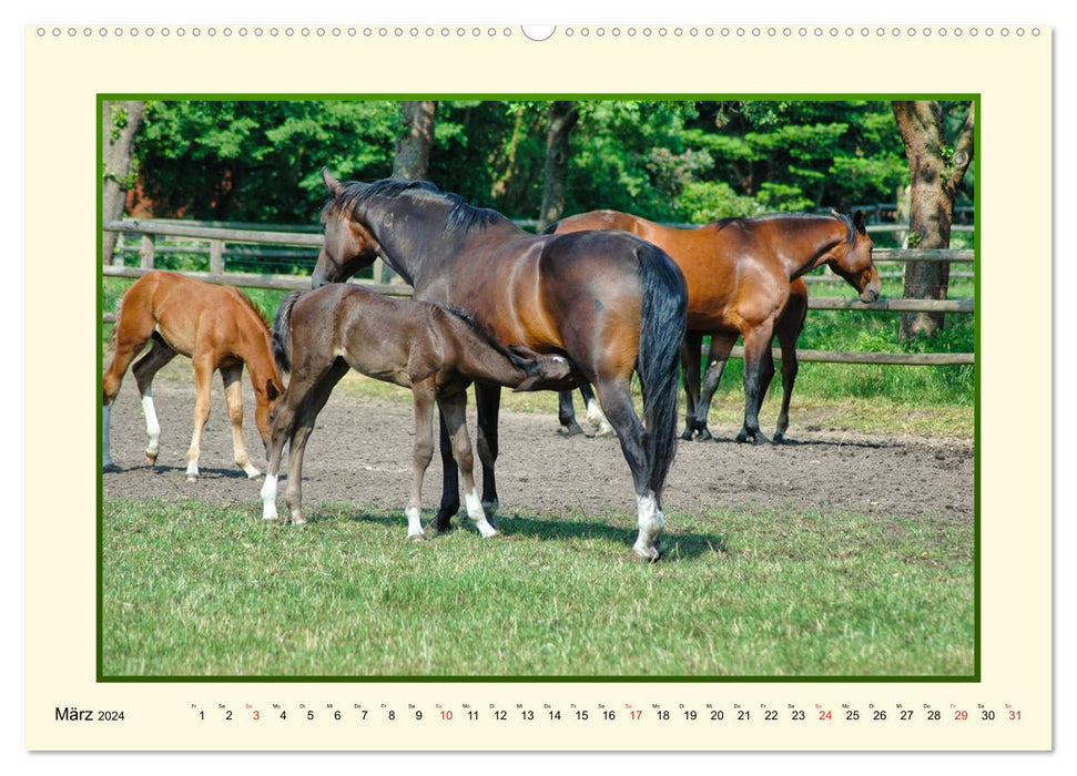 Frühling auf der Pferdeweide (CALVENDO Premium Wandkalender 2024)