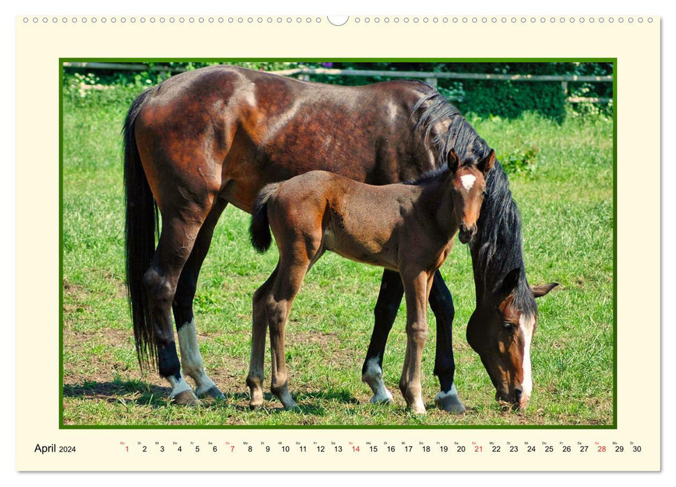 Frühling auf der Pferdeweide (CALVENDO Premium Wandkalender 2024)