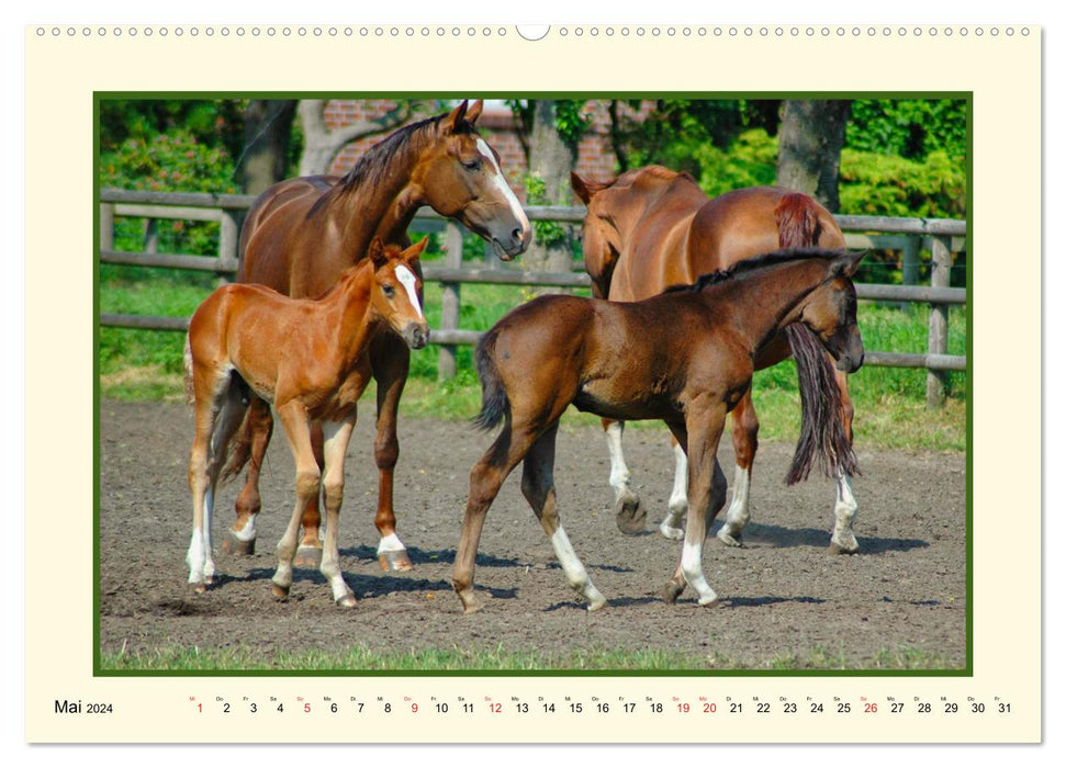 Frühling auf der Pferdeweide (CALVENDO Premium Wandkalender 2024)