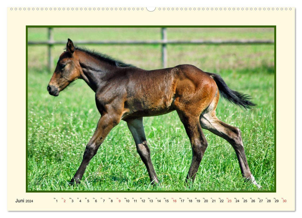 Frühling auf der Pferdeweide (CALVENDO Premium Wandkalender 2024)