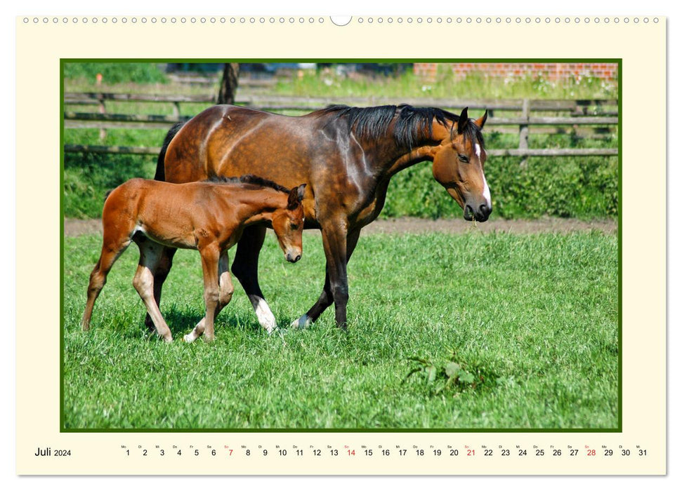 Spring on the horse pasture (CALVENDO Premium Wall Calendar 2024) 