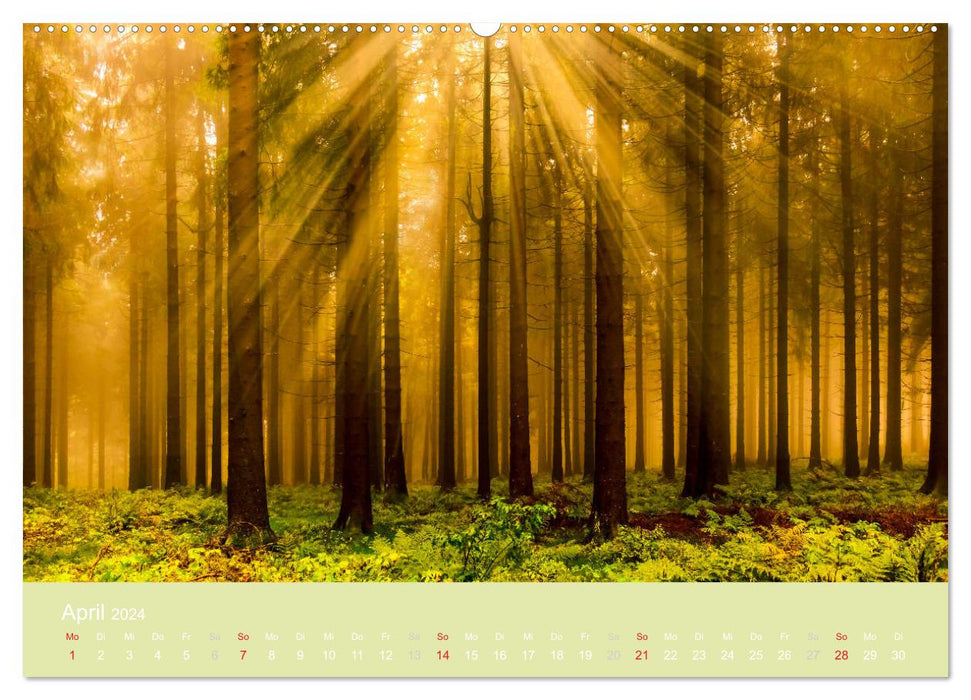 Zauberwälder - Flüstern der Natur (CALVENDO Wandkalender 2024)