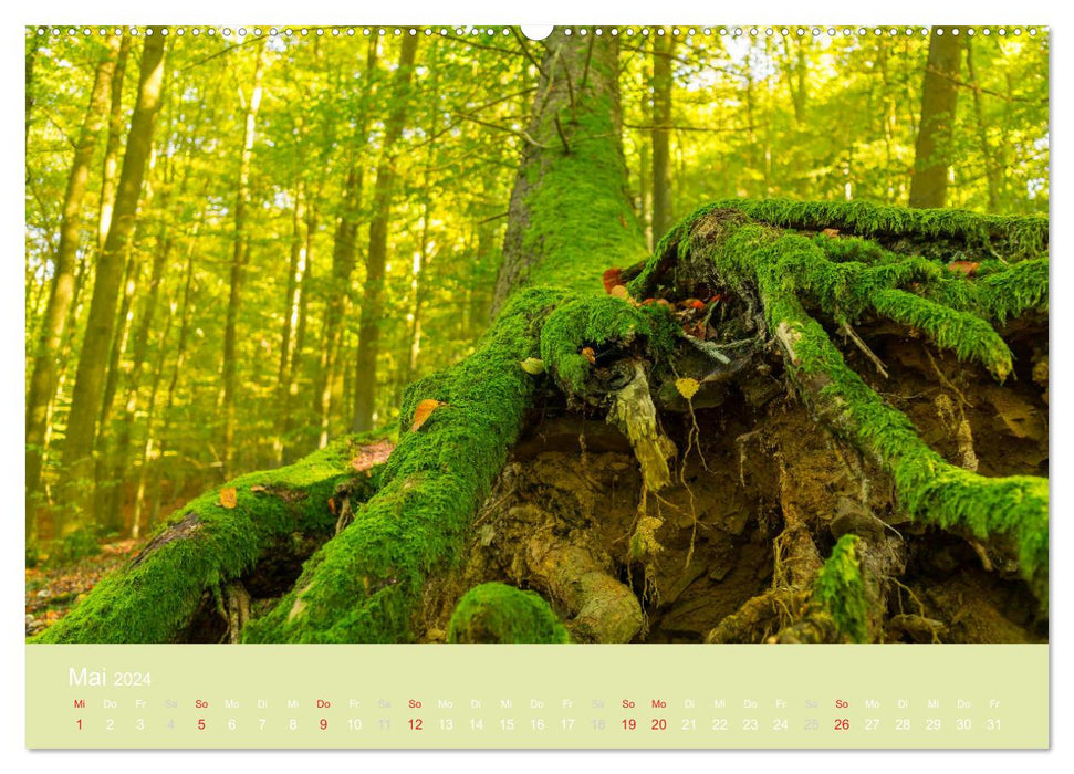 Enchanted forests - whispers of nature (CALVENDO wall calendar 2024) 