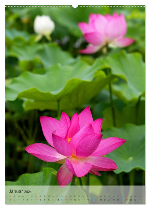 NELUMBO – Vues magiques de la fleur de lotus (Calendrier mural CALVENDO Premium 2024) 
