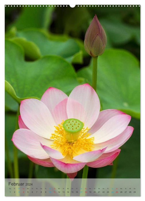 NELUMBO – Magical views of the lotus blossom (CALVENDO Premium Wall Calendar 2024) 