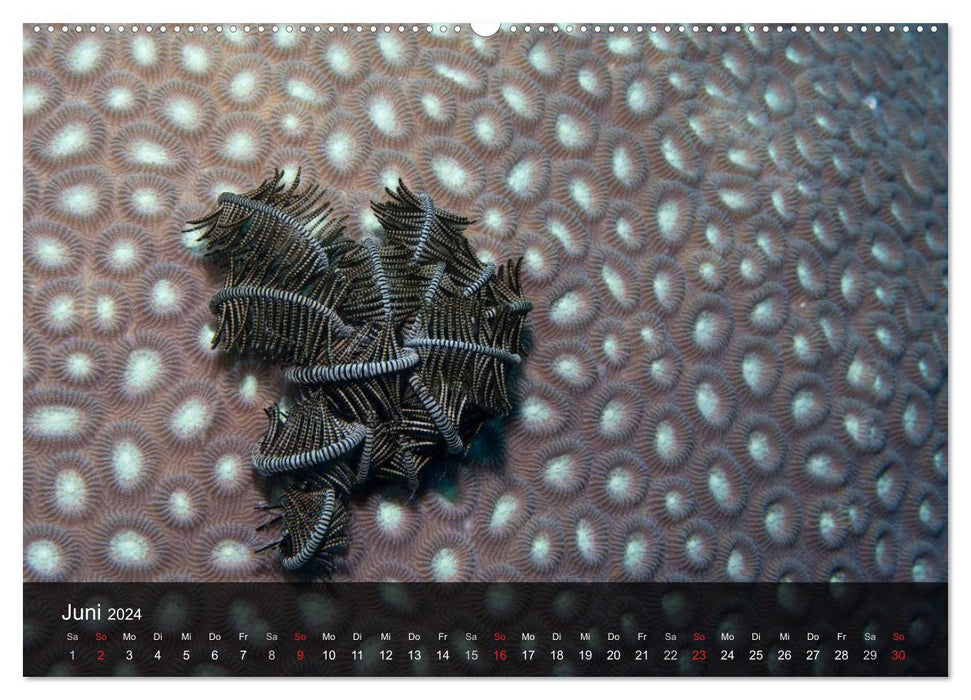 Underwater structures (CALVENDO wall calendar 2024) 