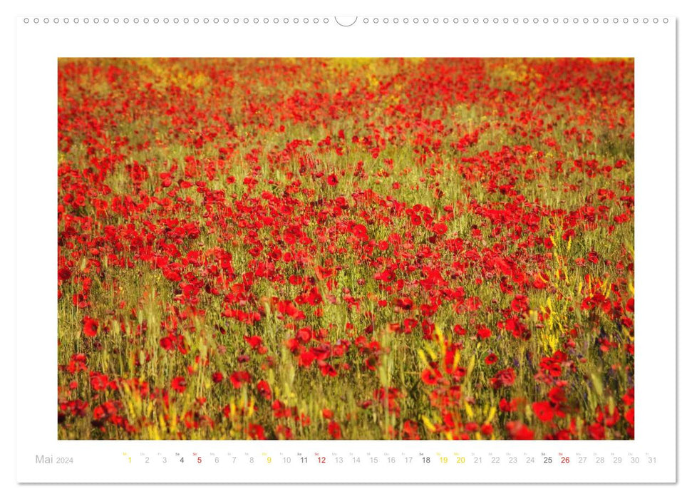 Foray through Provence (CALVENDO Premium Wall Calendar 2024) 