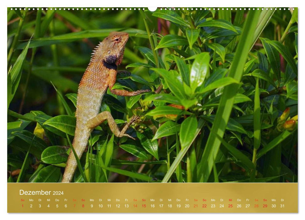 Agamas - lizards from prehistoric times (CALVENDO wall calendar 2024) 