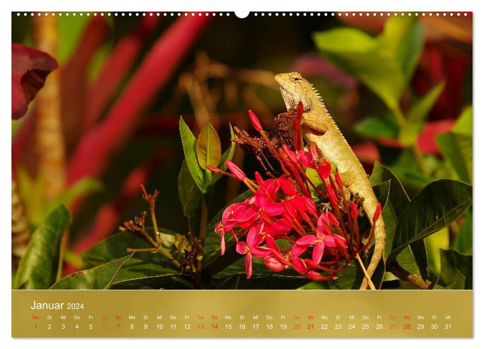 Agamas - lizards from prehistoric times (CALVENDO wall calendar 2024) 