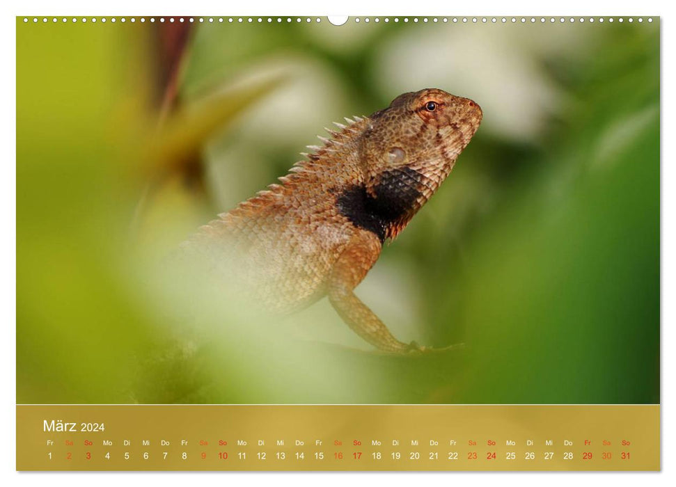 Agamas - lizards from prehistoric times (CALVENDO wall calendar 2024) 