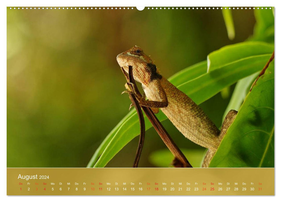 Agamas - lizards from prehistoric times (CALVENDO wall calendar 2024) 