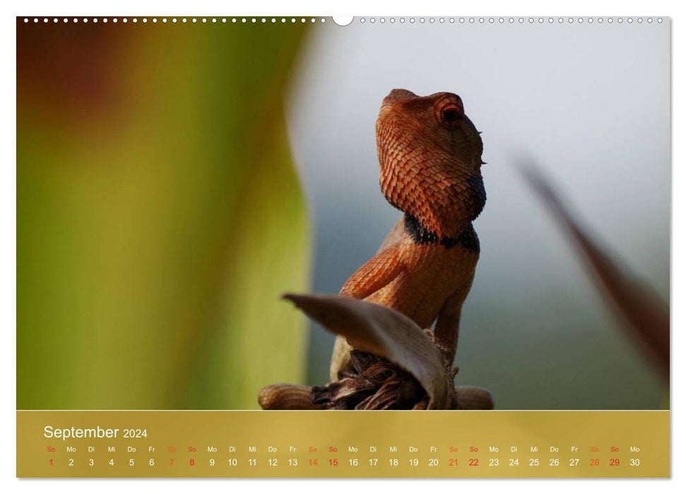 Agamas - lizards from prehistoric times (CALVENDO wall calendar 2024) 