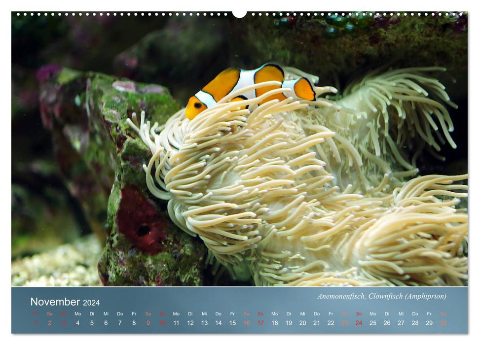 Riffbewohner - Bunte Fische, Anemonen und noch viel mehr (CALVENDO Wandkalender 2024)