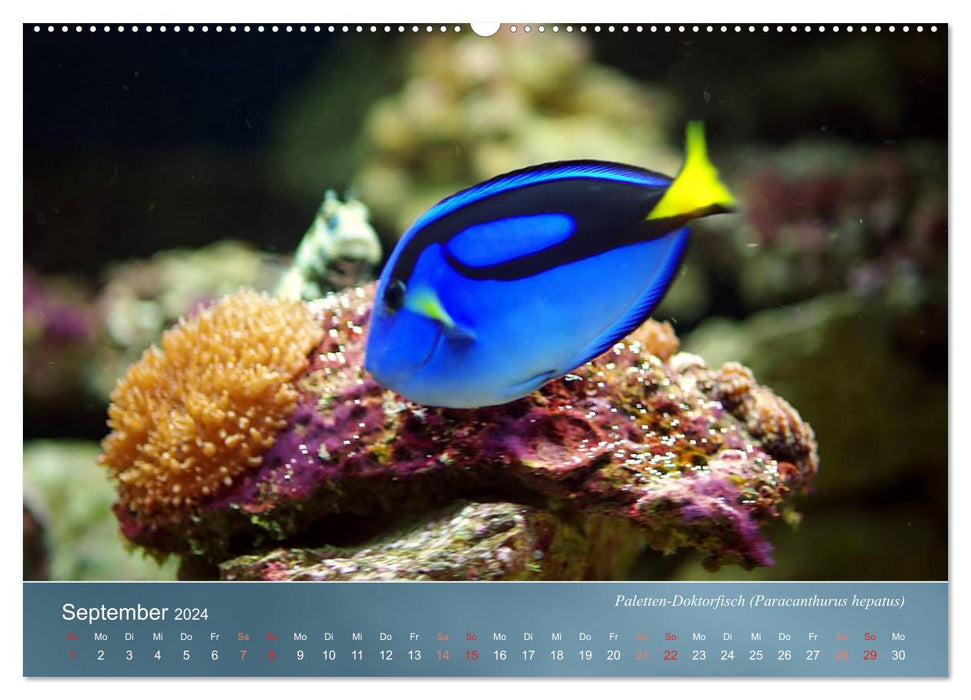 Riffbewohner - Bunte Fische, Anemonen und noch viel mehr (CALVENDO Wandkalender 2024)