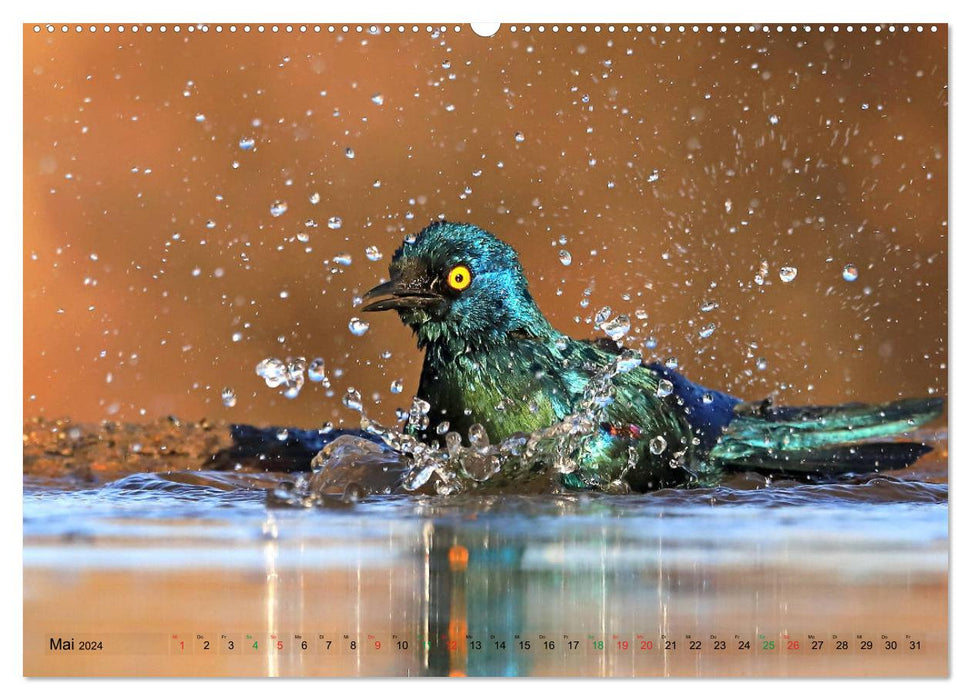 Oiseaux d'Afrique – Magie des couleurs (Calvendo Premium Calendrier mural 2024) 